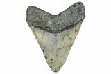Serrated, Fossil Megalodon Tooth - North Carolina #349355-2